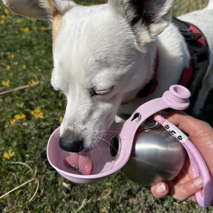 AquaPaw™ - Portable Dog Water Bottle